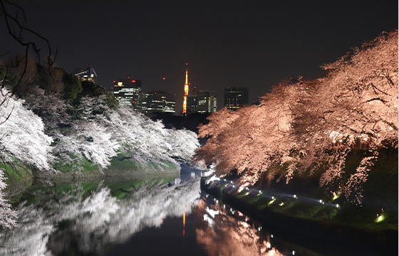 Chiyoda Cherry Blossom Festival