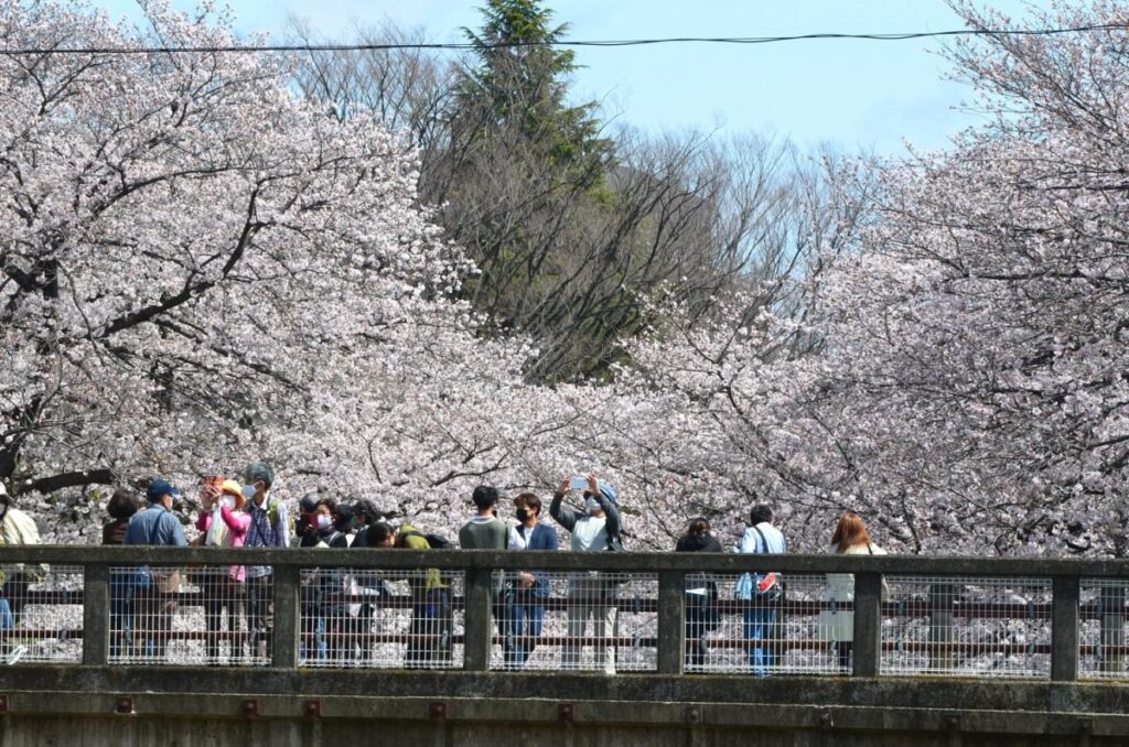 Machida Cherry Blossom Festival
