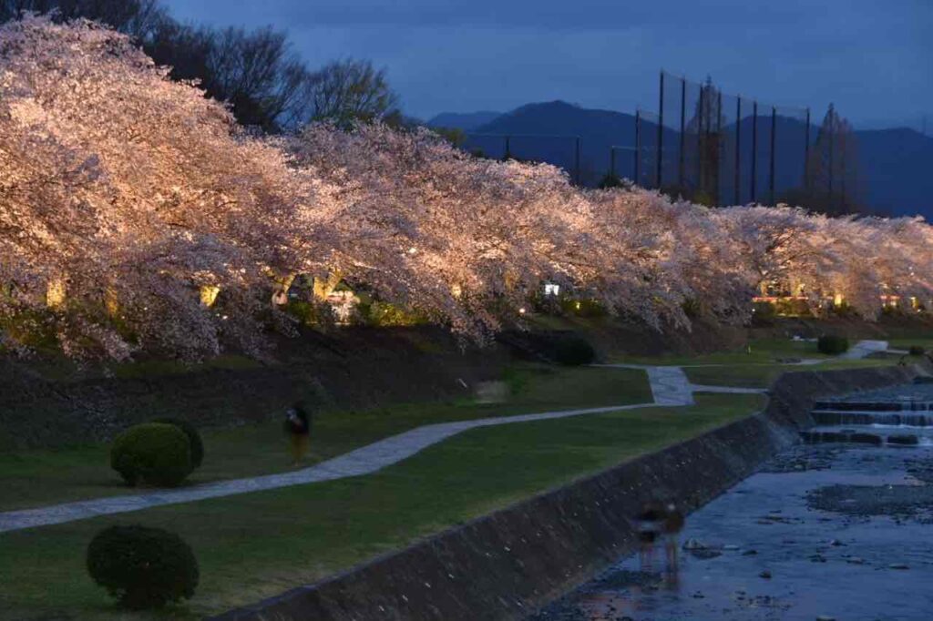 Hadano Cherry Blossom Festival