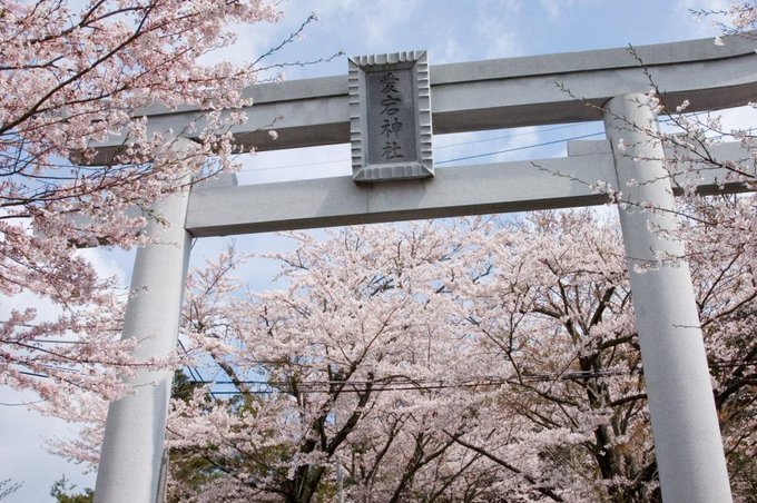 Atago Yamazakura Cherry Blossom Festival