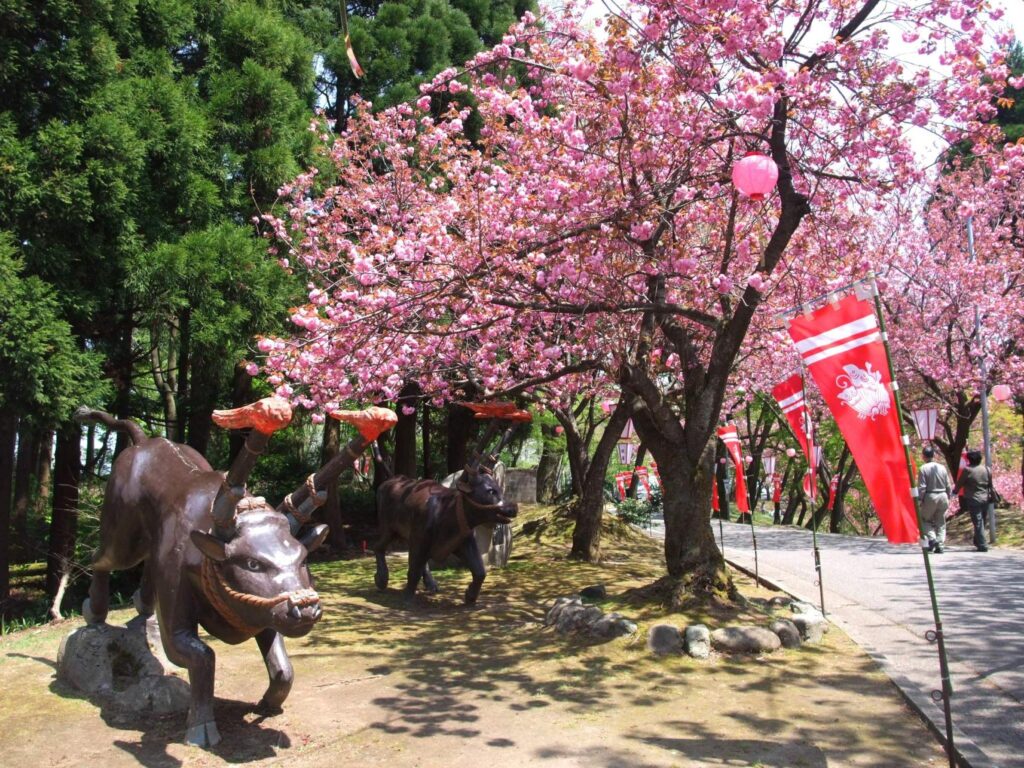 Shizumine Furusato Cherry Blossom Festival