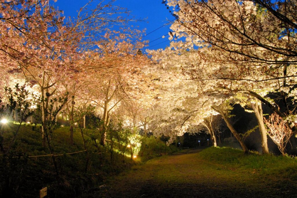 Nagatoro Cherry Blossom Festival