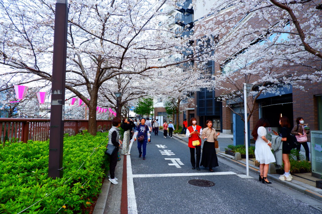 Nakameguro cherry blossom